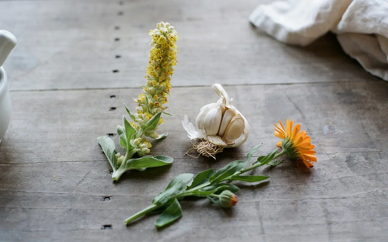 Herbal Remedies for Ear Infection (2)