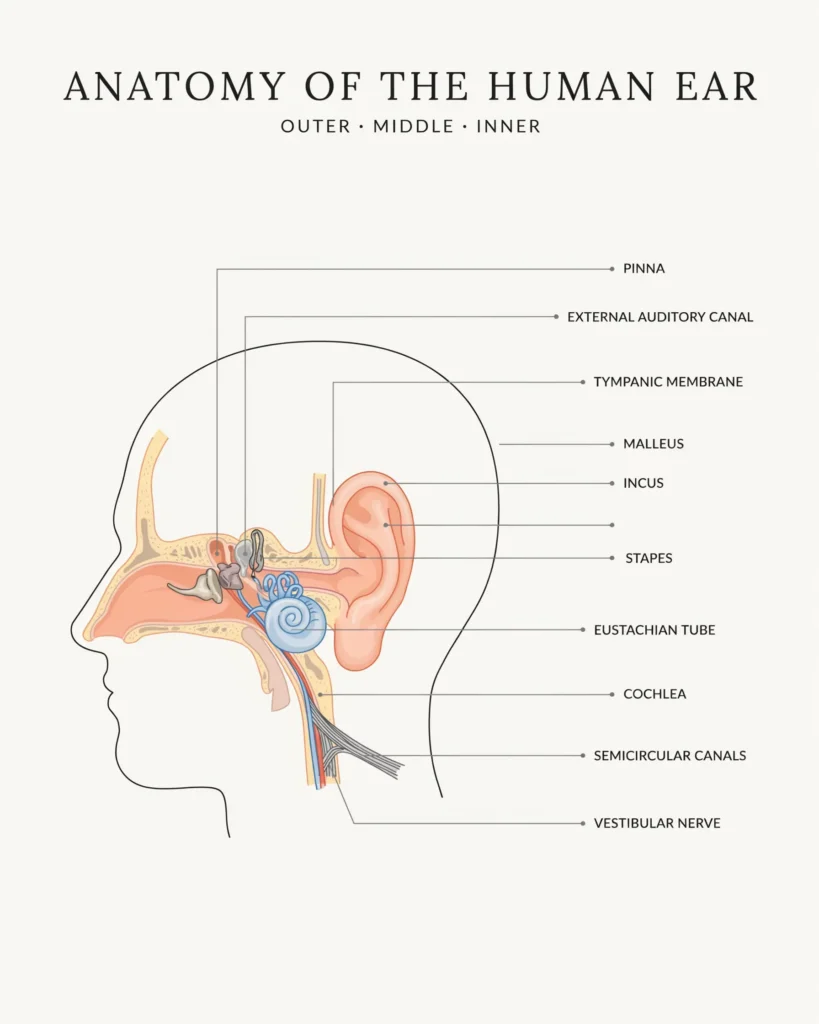 illustration of ear anatomy